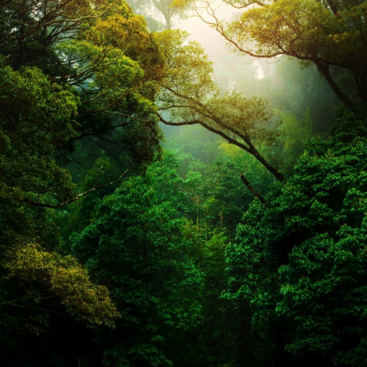 Meghalaya Family Tour Package – 6 Days / 5 Nights